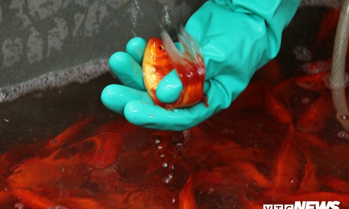 Lãi trăm triệu nhờ dân tranh nhau mua cá chép đỏ cúng Tết ông Công ông Táo