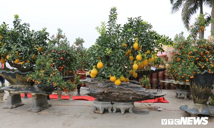 Ảnh: Ngắm những cây cảnh độc lạ giá cả trăm triệu đồng của kiến trúc sư ở Hưng Yên