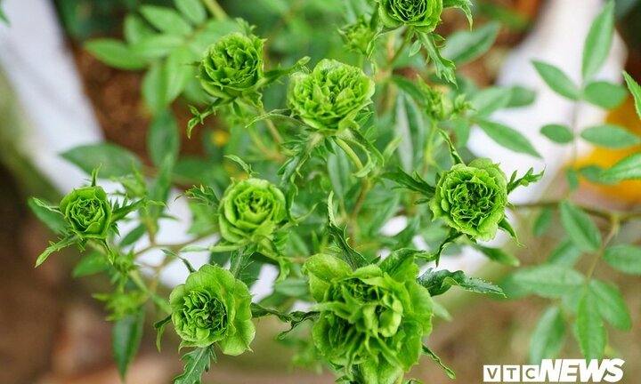 Hoa hồng xanh tại lễ hội hoa hồng Bulgaria có gì đặc biệt?