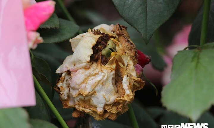 Hoa hồng héo úa trong ngày đầu diễn ra lễ hội ở Hà Nội