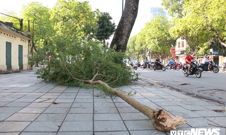 Cây xanh đổ gãy, nằm la liệt sau mưa lớn ở Hà Nội