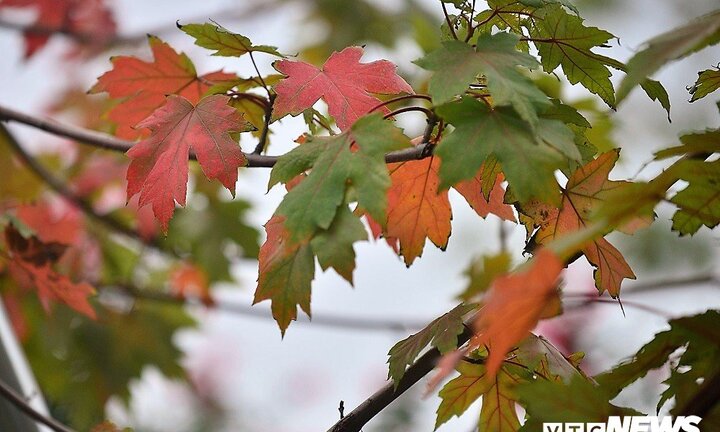 Ảnh: Cây phong lá đỏ bắt đầu chuyển màu trên phố Hà Nội