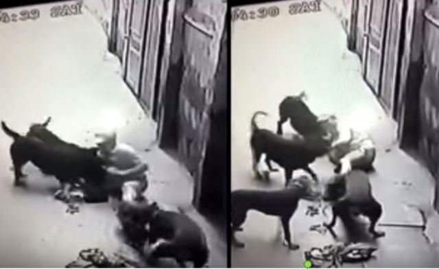 Hàng loạt vụ chó nuôi hung dữ tấn công chủ và người nhà gây chấn động