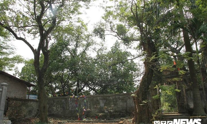 Một nhánh của cây sưa khổng lồ ở Hà Nội từng được bán đấu giá 31 tỷ đồng