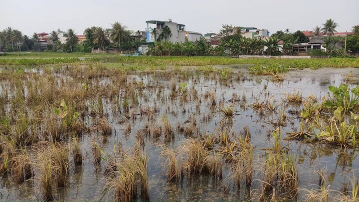 Sự cố dầu tràn ở Thanh Hóa: Cây héo rũ, cá tôm chết nổi đầy đồng