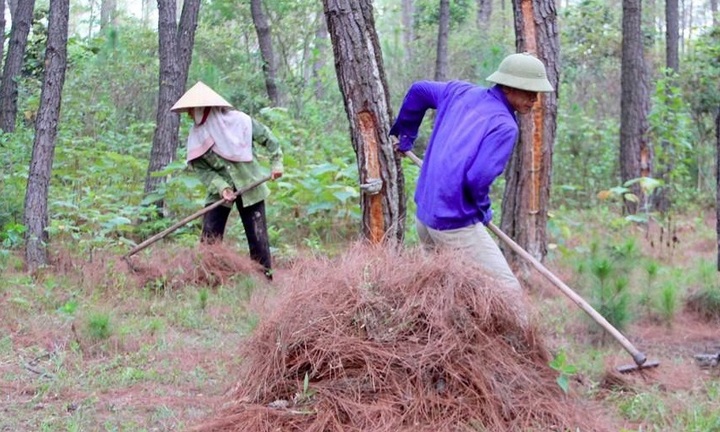 Dân Nghệ An đổ xô đi nhặt 'thủ phạm' gây cháy rừng mang về làm giàu