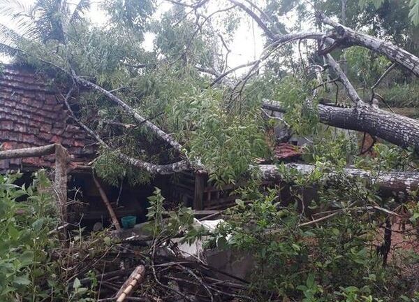 Đang làm vườn, người phụ nữ bị sét đánh chết