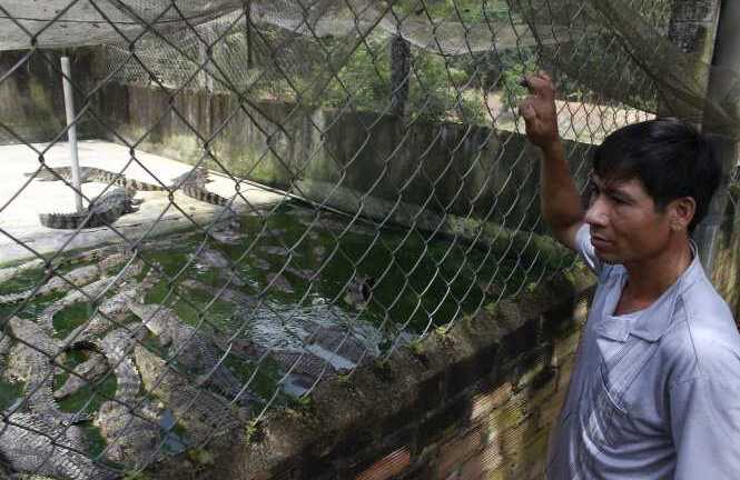 Cá sấu rớt giá thảm hại, người nuôi dở khóc dở mếu