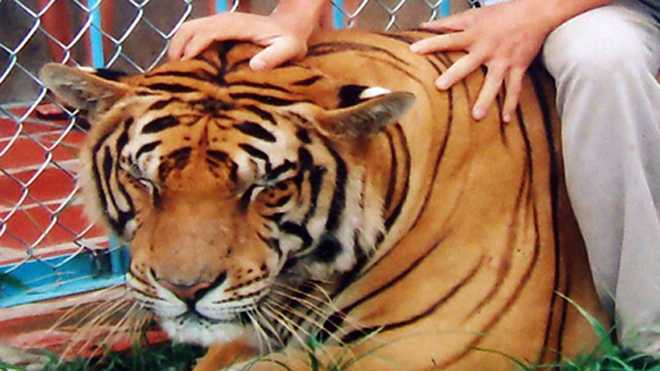 Vì sao nam công nhân bị hổ nuôi vồ chết ở Bình Dương?