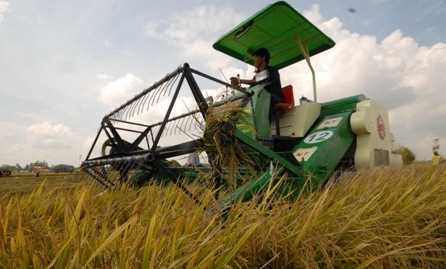 Một phụ nữ bị máy tuốt lúa cán chết