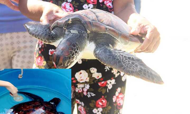 Rùa quý có trong sách đỏ mắc lưới ngư dân Quảng Nam