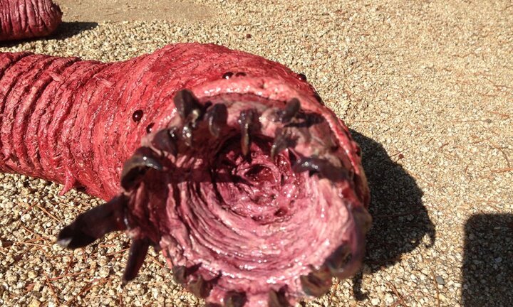 Sự thật loài sâu tử thần to bằng bắp tay, giết người bằng cách phóng độc