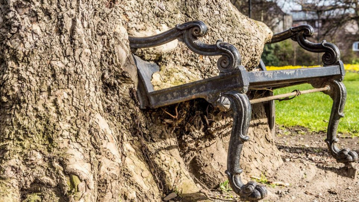 Cây 'háu đói' ăn luôn cả băng ghế trong trường đại học