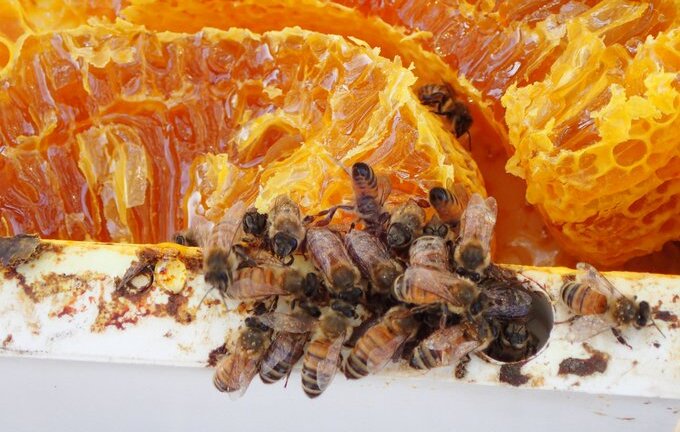 Kết quả thảm khốc của lũ ong say xỉn 'định cư' bên ngoài Tòa nhà Quốc hội Australia