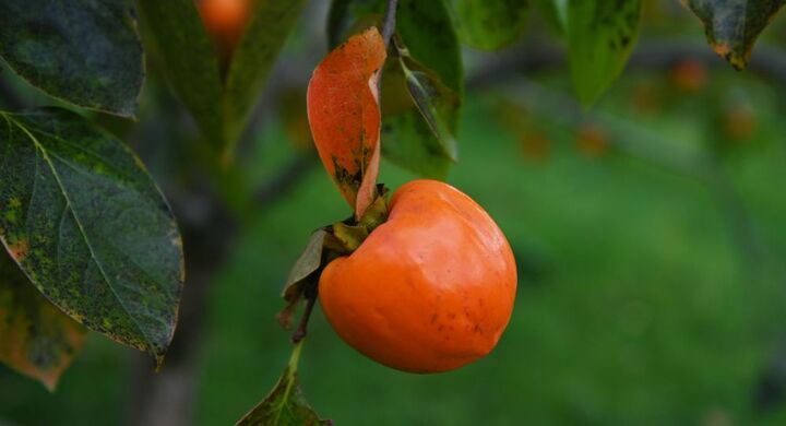 Hai quả hồng có giá 150 triệu đồng