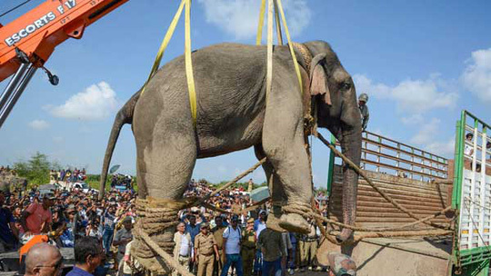 Hạ gục 'voi bin Laden' thảm sát 5 người