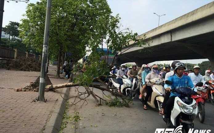 Trước bão số 2, cây đổ vẫn ngổn ngang trên vỉa hè Hà Nội