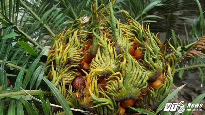 Ảnh: Cây vạn tuế ra 'quả' kỳ dị tại Quảng Ninh