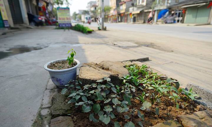 Thêm một huyện chặt cây xanh khi dẹp 'cướp' vỉa hè ở Hà Nội