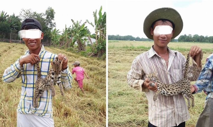 Truy tìm thanh niên khoe ‘chiến tích’ giết mèo rừng trên facebook