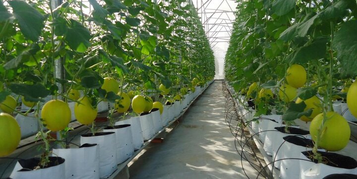 100.000 tỷ đồng làm nông nghiệp sạch sẽ được cho vay như thế nào?