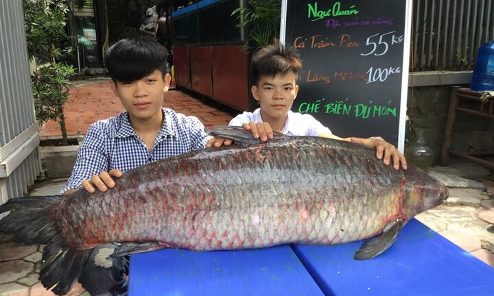 Video: Cá trắm đen kỷ lục nặng 55kg 'bơi' từ Thác Bà về Hà Nội