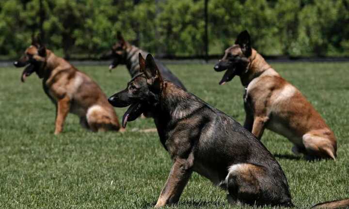 Đột nhập trường đào đạo chó nghiệp vụ hàng đầu nước Mỹ