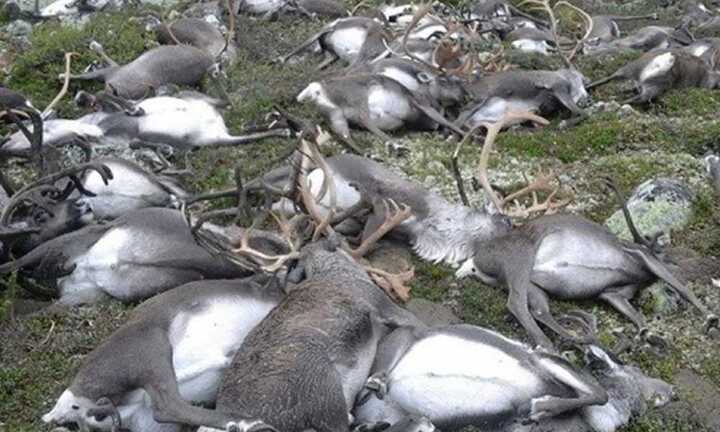 Chuyện kỳ lạ: Sét đánh chết cả bầy tuần lộc hơn 300 con