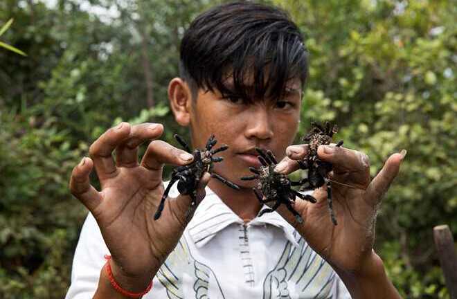 Khám phá nghề săn nhện khổng lồ, to như lòng bàn tay ở Campuchia