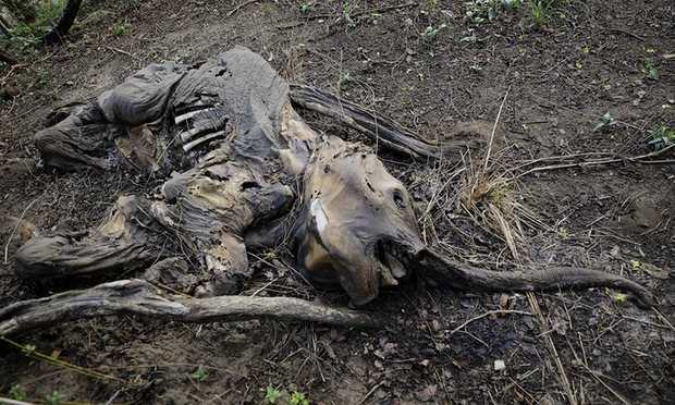 Trái đất có thể mất quá nửa số động vật trong 4 năm tới