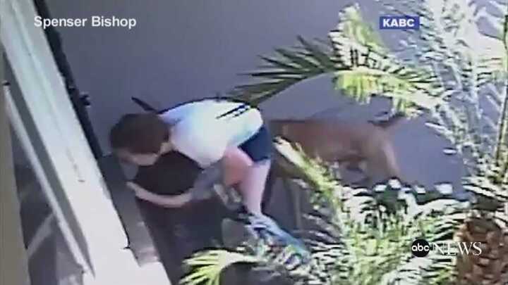 Video: Hai mẹ con bị cặp chó hung dữ tấn công