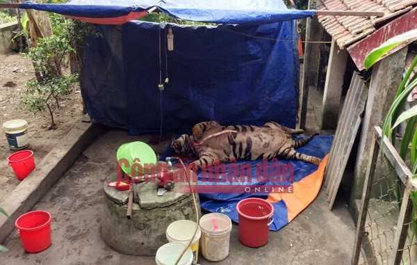 Mua hổ sống nặng 3 tạ giá một tỷ về nấu cao