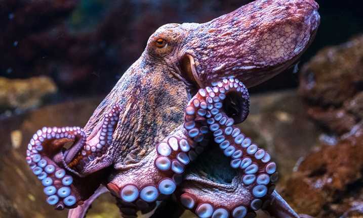 Xôn xao tin đồn về 'bạch tuộc sát thủ' của Nga