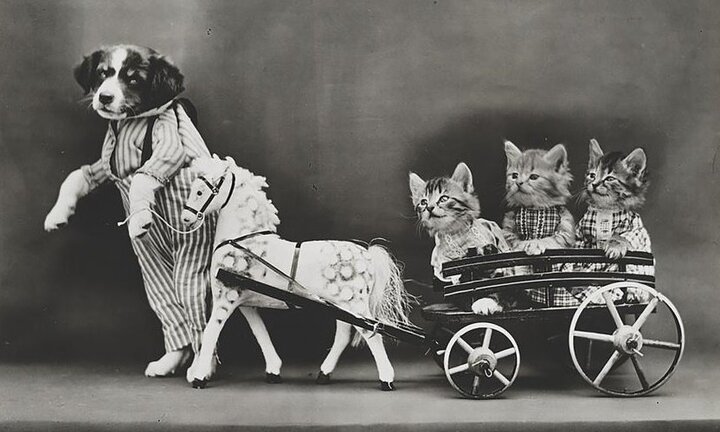 Hiệp hội Địa lý Quốc gia Mỹ sẽ ngừng đăng ảnh động vật khoả thân