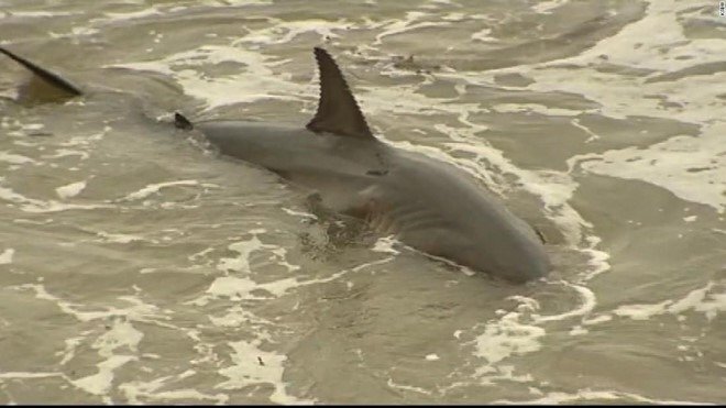 Cá mập trắng lớn vùng vẫy gây náo loạn bờ biển Mỹ