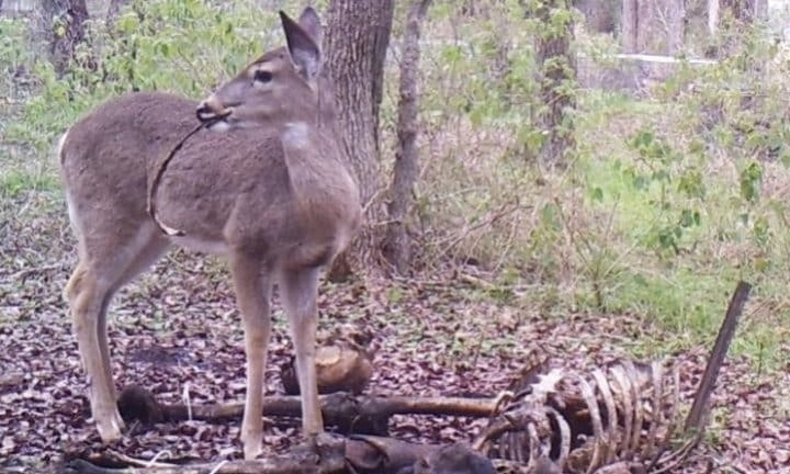 Lần đầu tiên phát hiện hươu ăn thịt người