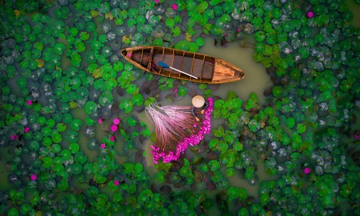 Cảnh thu hoạch hoa súng Việt Nam đoạt giải nhì thi ảnh flycam toàn cầu