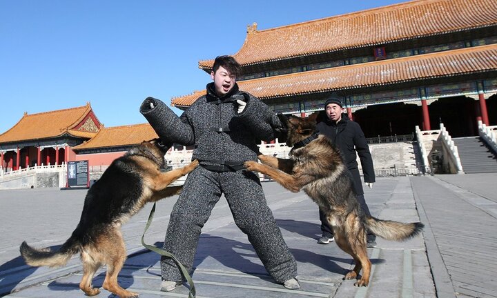 Cái Tết không nghỉ của đội chó tuần tra Tử Cấm Thành