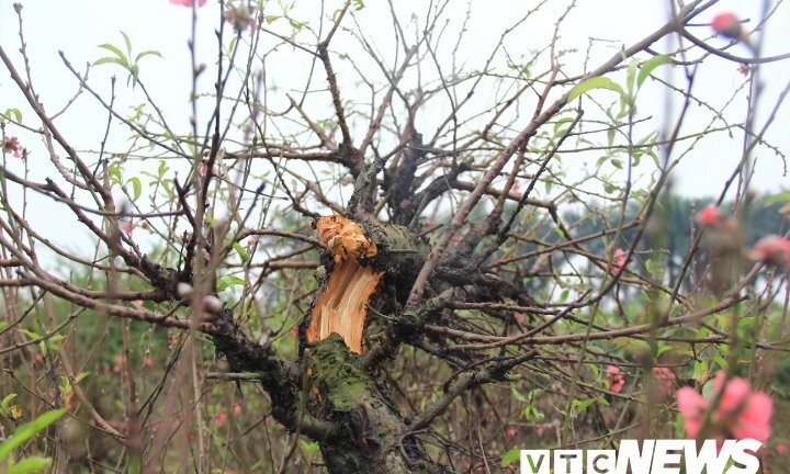 Hàng trăm cây đào bị phá hoại ở Bắc Ninh: Yêu cầu làm rõ vụ việc trước Tết
