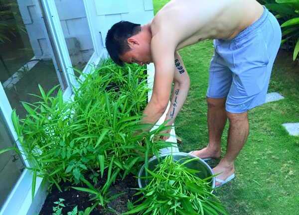 Công Vinh, Thủy Tiên chia sẻ sở thích trồng rau sạch trong biệt thự bạc tỷ