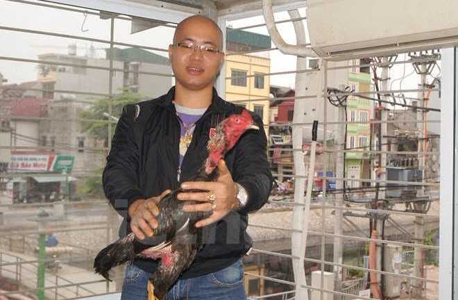Dân chơi Hà Thành nuôi gà chọi giá nửa tỷ đồng