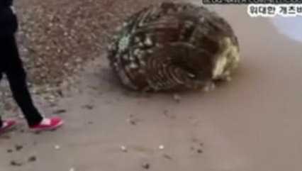 Cư dân mạng xôn xao vì...trứng người ngoài hành tinh