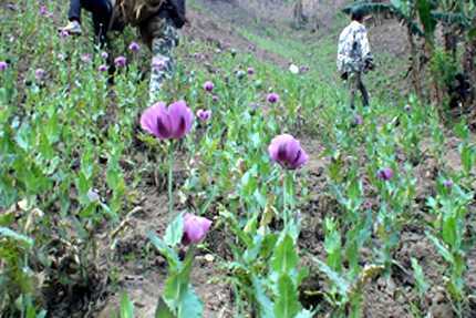 Chuyện bất ngờ ở “tam giác vàng” của Việt Nam