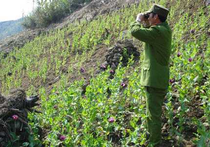 Ăn rừng, ngủ thác tìm diệt “hoa giết người”
