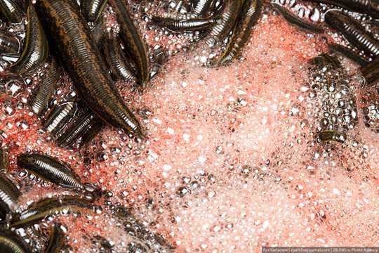 TPHCM: Hàng trăm hộ dân nơm nớp sợ đỉa tấn công