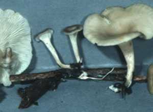 Ăn nấm lạ, 2 gia đình nhập viện