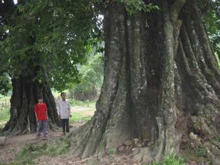 Kỳ bí hai cây “thị chồng”, “thị vợ” khổng lồ