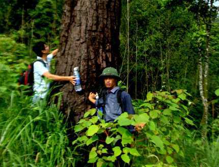 Huyền bí những cây thông khổng lồ trên dãy Yên Tử