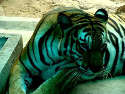 Chuyện tội tỗi của người trừ họa cho dân bản