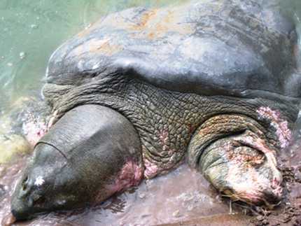 Vết thương cũ chưa lành, cụ Rùa sẽ 'tái khám'?